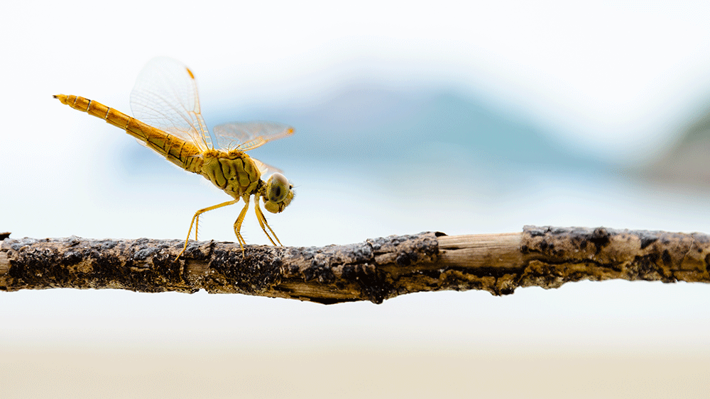 Open Ocean Dragonfly Migration Boggles the Mind The Institute for